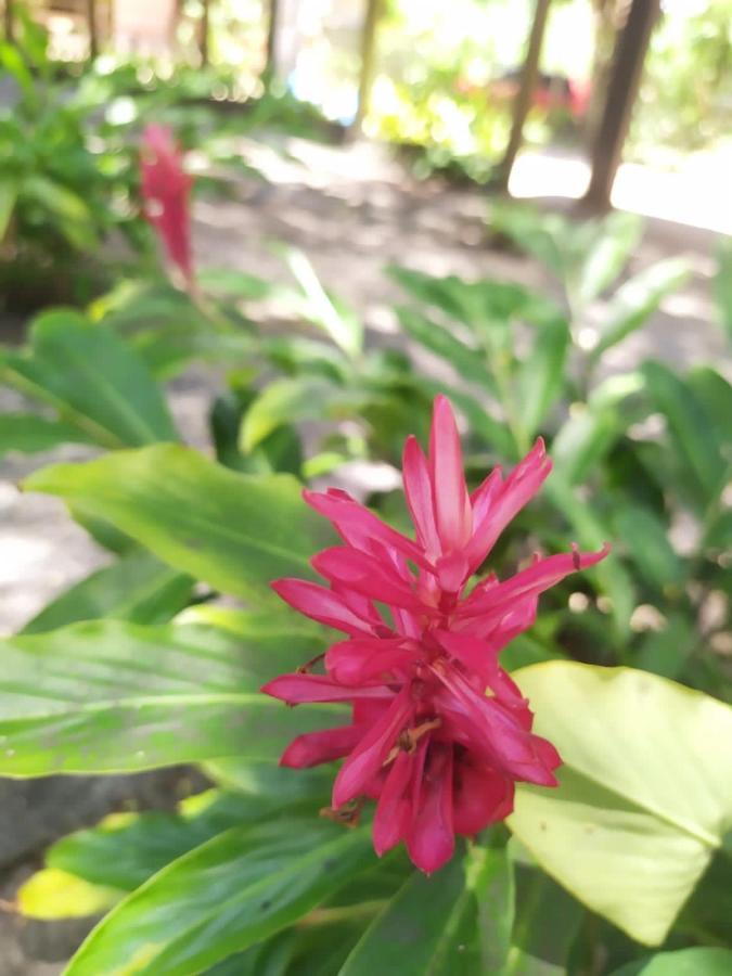 Tamarindos *